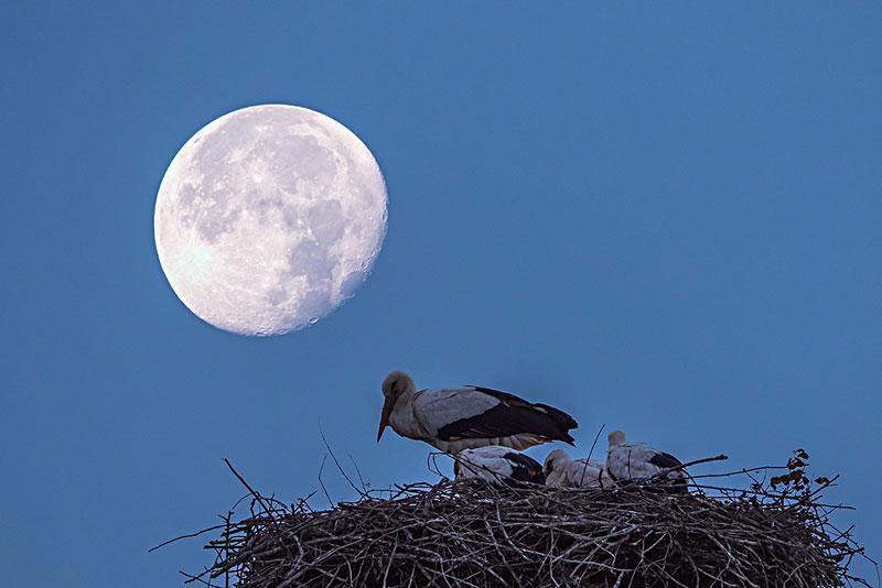 月亮照在鸟巢上